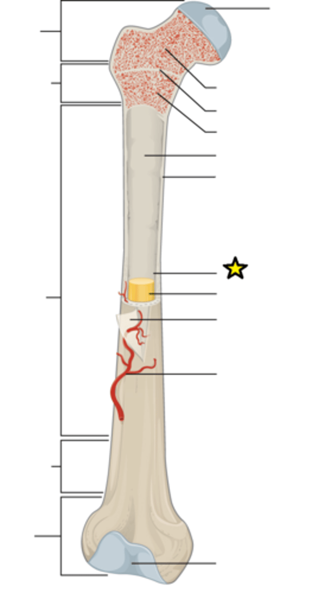 <p>Cavity within the shaft of the long bones filled with bone marrow</p>