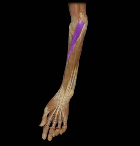 <p>runs across anterior lower arm, Pronates forearm</p>