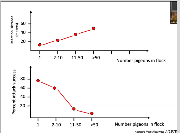 <ul><li><p><span style="background-color: transparent; font-family: "Short Stack", cursive;">Looking at pigeons in flock compared to those that were in not a flock and how much they got eaten/attacked&nbsp;</span></p></li></ul><p></p>