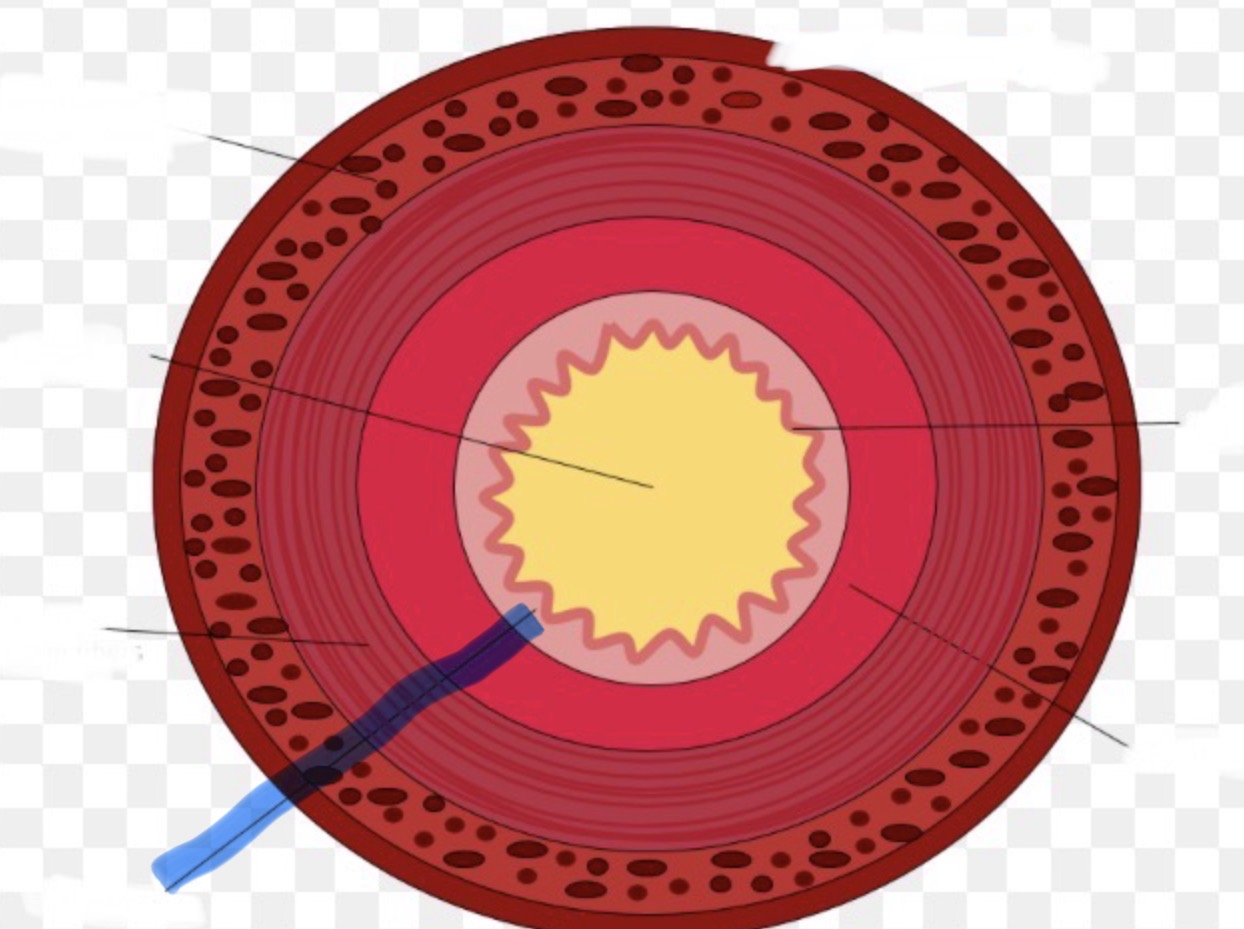 <p>Welk deel van de doorsneden vd dunne darm is hier aangeduid</p>