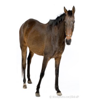 <p>Bay </p><p>Brown body, black mane+tail + dis knee</p>