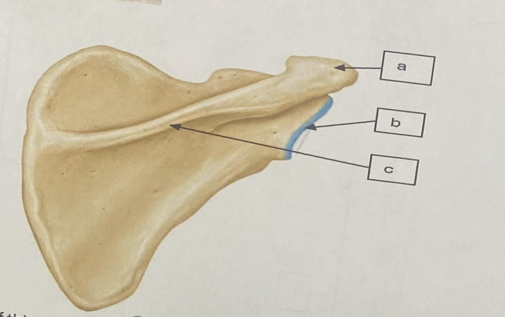 <p>name of this bone </p>