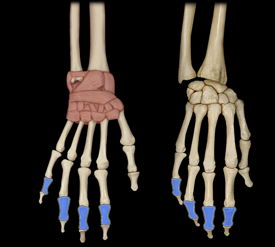 <p>Middle phalanges of fingers</p>