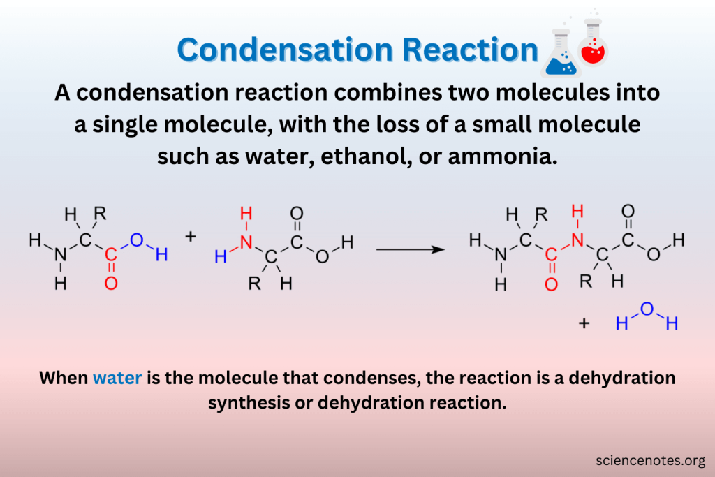 <p>the addition of a subunit onto one end of the polymer chain via a condensation reaction, where a molecule of water is lost for each subunit added</p>