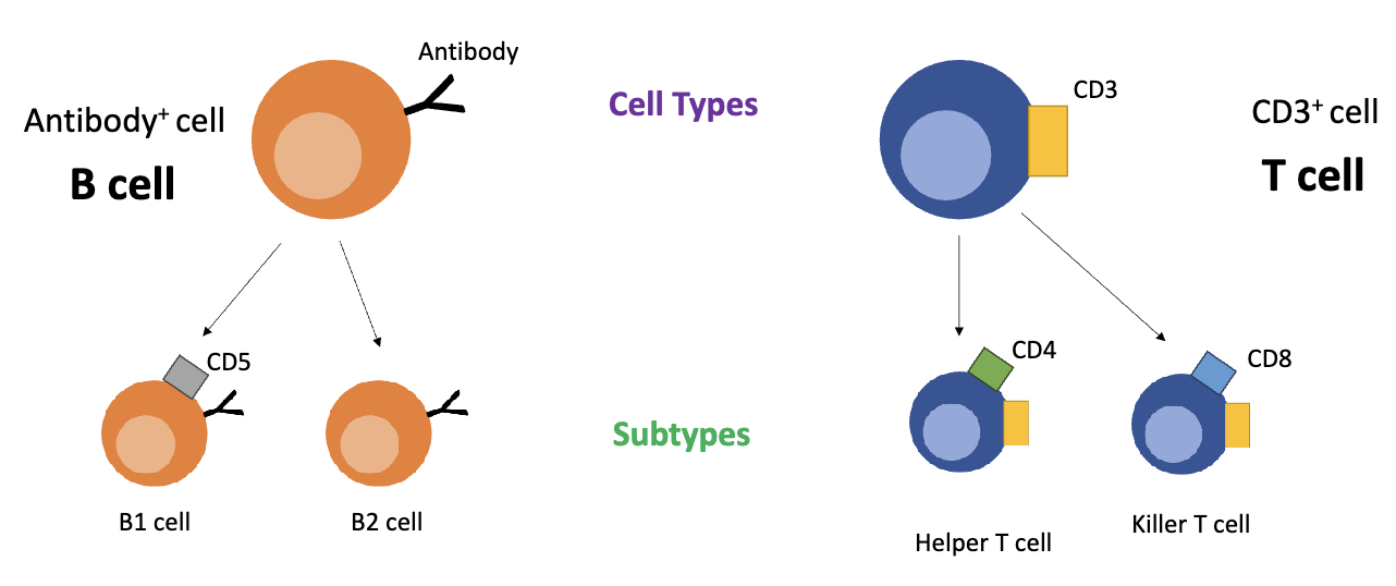 <ul><li><p>Subdivisions within a cell type, based on extra markers/proteins</p></li><li><p>Example:</p><ul><li><p>T cells → Helper T cell (CD4+) vs. Killer T cell (CD8+)</p></li><li><p>B cells → B1 vs. B2 subtypes</p></li></ul></li></ul><p></p>