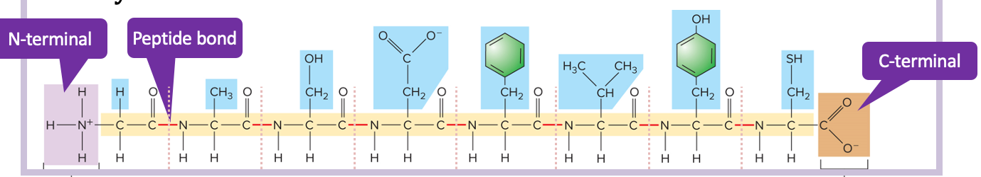 <p>protein primary structure</p>