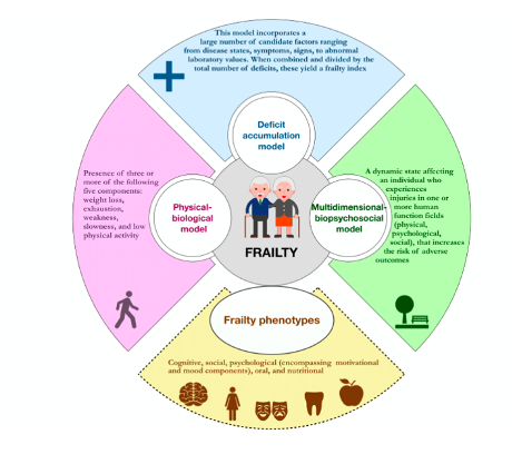 <p><span><mark data-color="purple" style="background-color: purple; color: inherit">Frailty</mark></span></p><p class="MsoNormal"><span>Frailty – gradual decreased physiological reserve with increased vulnerability to stressors, a multisystem decline</span></p><p class="MsoListParagraphCxSpFirst">-<span>&nbsp;&nbsp;&nbsp;&nbsp;&nbsp;&nbsp;&nbsp; 10% of &gt;65’s and 25-50% of &gt;85’s</span></p><p class="MsoListParagraphCxSpMiddle">-<span>&nbsp;&nbsp;&nbsp;&nbsp;&nbsp;&nbsp;&nbsp; Linked with multimorbidity, LTCs [75% of &gt;75s have more than one LTC], 20-50% of older people with CVD are frail</span></p><p class="MsoListParagraphCxSpMiddle">-<span>&nbsp;&nbsp;&nbsp;&nbsp;&nbsp;&nbsp;&nbsp; Phenotype model – patient characteristics which predict poorer outcomes (unintended weight loss, reduced grip or muscle strength/gait speed, self-reported exhaustion, trouble with DAL)</span></p><p class="MsoListParagraphCxSpMiddle">-<span>&nbsp;&nbsp;&nbsp;&nbsp;&nbsp;&nbsp;&nbsp; Cumulative Deficit Model – accumulation of deficits that increase frailty index (hearing loss, low mood, tremor, disease such as dementia)</span></p><p class="MsoListParagraphCxSpLast">-<span>&nbsp;&nbsp;&nbsp;&nbsp;&nbsp;&nbsp;&nbsp; Frailty increases with comorbidities</span></p>