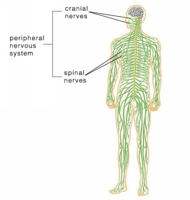Extends from the spinal cord out to the entire body. Touch and feeling travels through neurons in the peripheral nerves through the afferent pathway to the spinal cord/brain