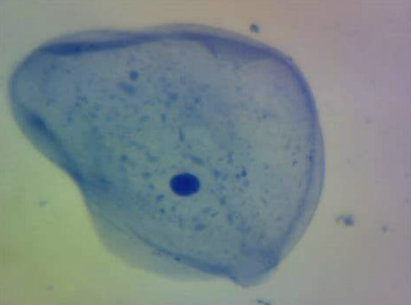 <p>What cell is this?</p>
