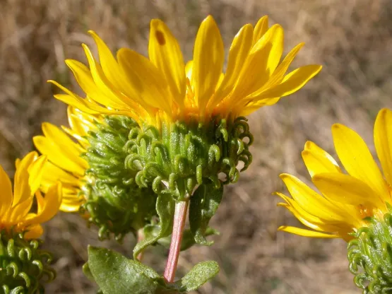 A group of bracts below a flower or inflorescence

Often cup- or ring-like

Can intergrade with perianth in appearance