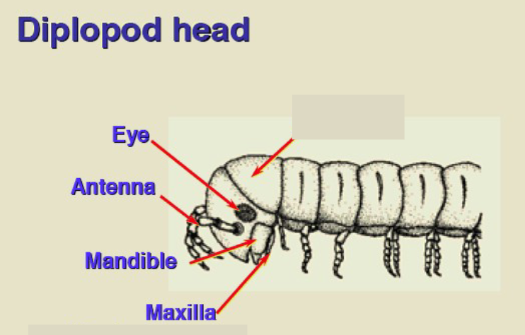 class diplopoda (millipedes) body plan