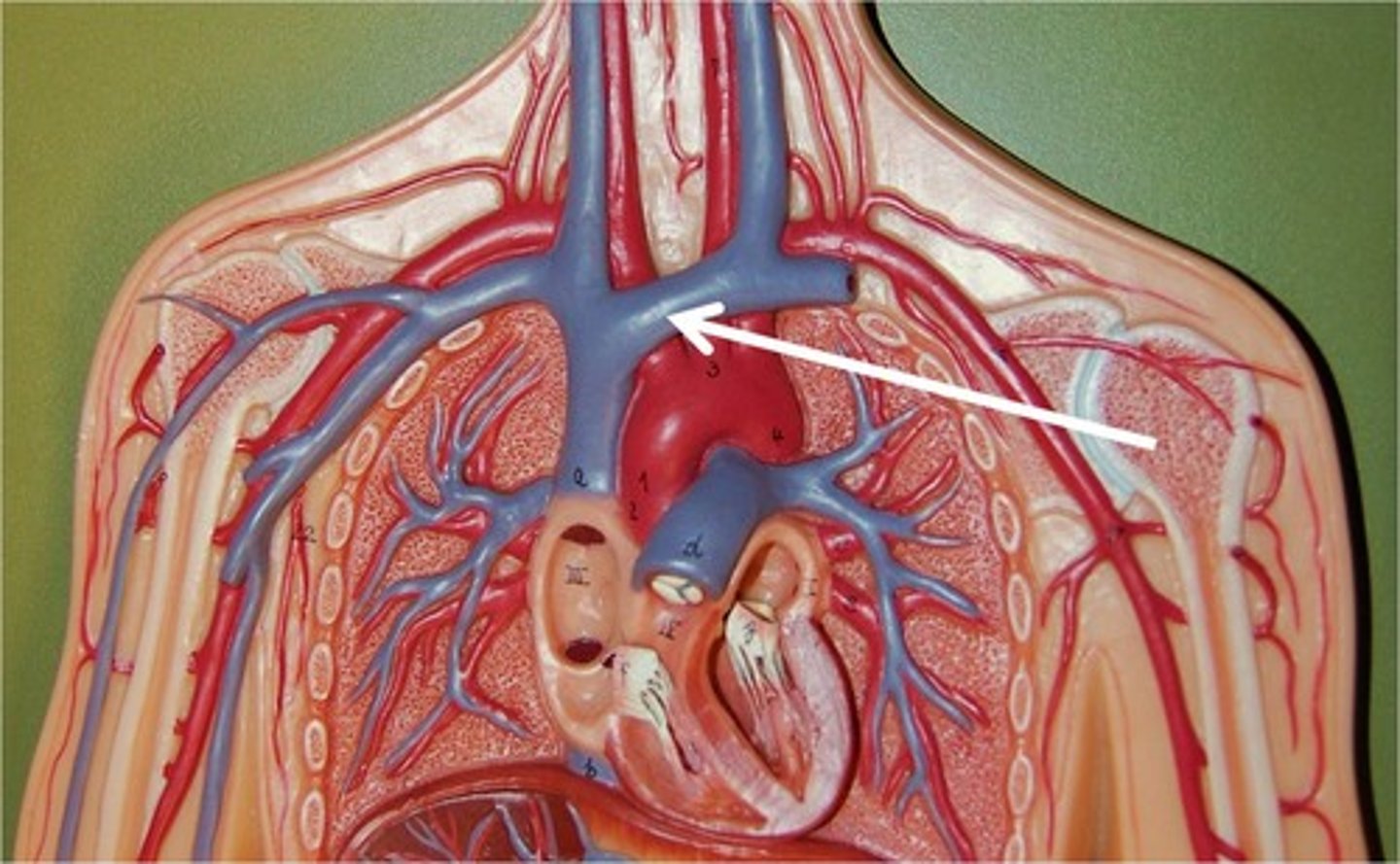 <p>a tube that carries blood to the heart from the other parts of the body (вены; жилы)<br><br>the blood coursing through my ________ — кровь, которая течёт в моих венах<br><br>The ________ in his temple throbbed.<br>Жилки на его виске пульсировали.<br><br>Adrenalin surged through her ________.<br>Адреналин хлынул по её венам.<br><br>He could feel the blood pulsing through his ________.<br>Он чувствовал, как кровь пульсирует по жилам.</p>