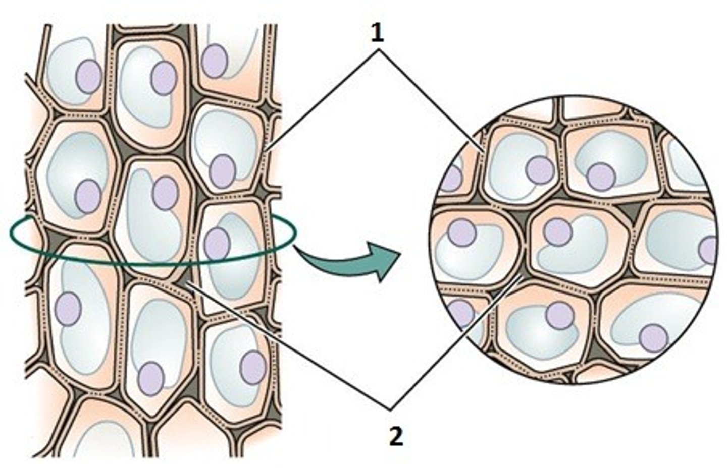 <p>parenchyma</p>