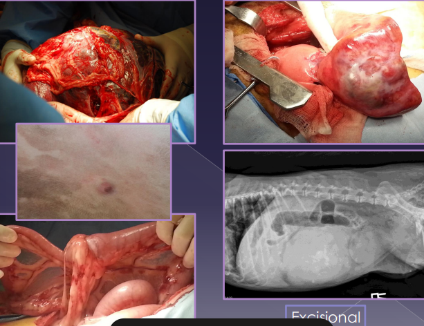 <ul><li><p><span style="color: red;"><strong>In</strong></span><strong>cisional/TruCu</strong>t: Removal of part of the tumor</p><ul><li><p>Requires a second surgery, seeding</p><ul><li><p><strong>Fixed masses</strong></p></li></ul></li></ul></li></ul><img src="https://knowt-user-attachments.s3.amazonaws.com/529b9532-319d-4d04-a0f5-2d3eb3218405.png" data-width="50%" data-align="center"><ul><li><p><span style="color: red;"><strong>Ex</strong></span><strong>cisional:</strong> Remove entire tumor with normal tissue</p><ul><li><p>a single procedure</p></li><li><p><strong>Small, movable skin masses</strong></p></li><li><p><u>Internal organs</u>: intestines, spleen, liver</p></li></ul></li></ul><p></p>