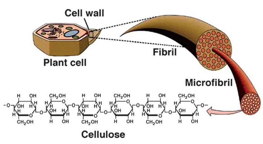 <p>It forms long straight chains that link to other chains, forming bundles of cellulose</p>