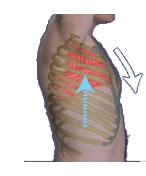 <p><strong>Muscles of Forced Expiration</strong></p><ul><li><p>_______ intercostals pull ribs downward and inward</p></li></ul>