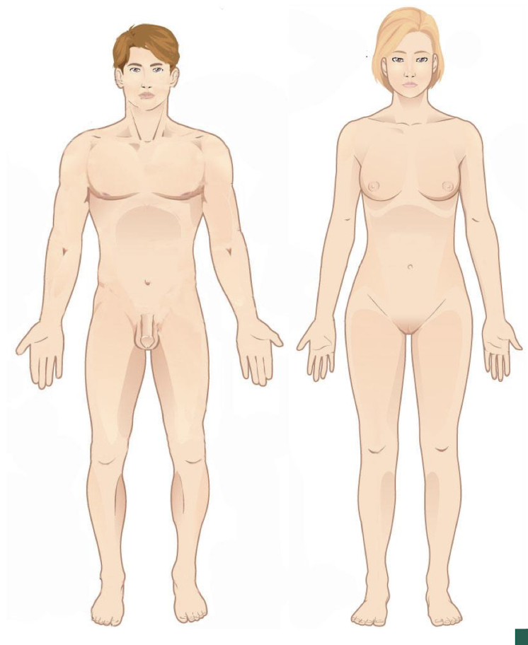 <ul><li><p>anatomical position is a standardized method of observing or imaging the body that allows precise and consistent anatomical references</p><ul><li><p>body must be upright</p></li><li><p>standing erect facing the observer</p></li><li><p>head and eyes facing forward</p></li><li><p>feel flat on the floor and forward</p></li><li><p>upper limbs to the sides, palms turned forward</p></li></ul></li></ul><ul><li><p>descriptions of movements are always explained as if the body is in this position, <strong>no matter the actual body position</strong></p></li></ul><p></p>