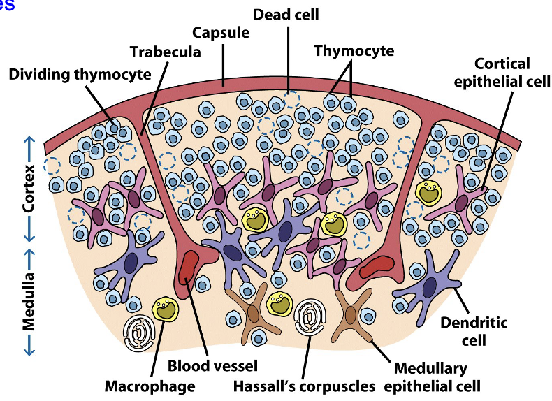 <ul><li><p><span><span>As T-cells mature in the thymus, they begin expressing their Ag-specific TCR</span></span></p></li></ul><ul><li><p><span><strong><span>Cortical</span></strong><span> and </span><strong><span>medullary thymic epithelial cells (TECs)</span></strong><span> &amp; dendritic cells interact with thymocytes, promoting development &amp; testing them for self-reactivity</span></span></p></li><li><p><span><span>Self-reactive thymocytes undergo apoptosis and macrophages engulf the resulting </span><strong><span>apoptotic bodies</span></strong></span></p></li><li><p><span><span>Surviving thymocytes development into fully </span><strong><span>mature T-cells</span></strong></span></p></li><li><p><span><strong><span>Hassall’s corpuscles</span></strong><span> secrete cytokines to aid development and possibly test thymocytes for self-tolerance</span></span></p></li></ul><p></p>