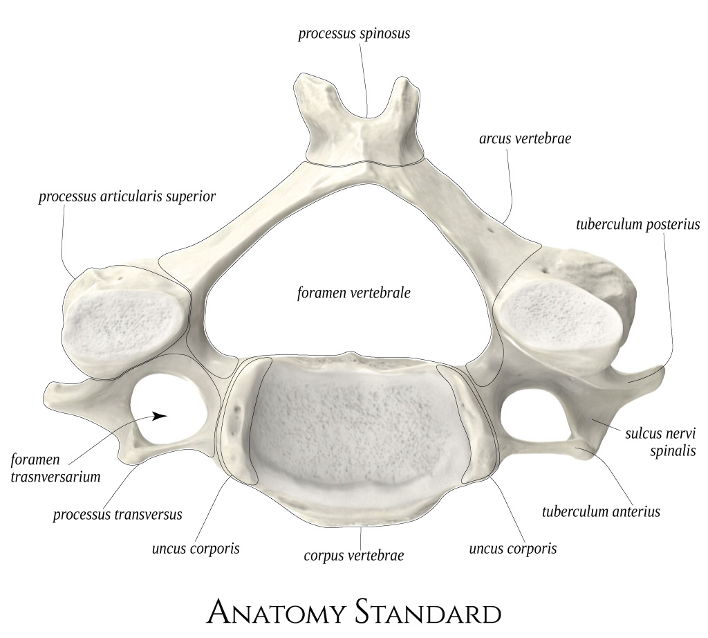 <p>Identified by transverse foramen. Two pronged spinous process</p>