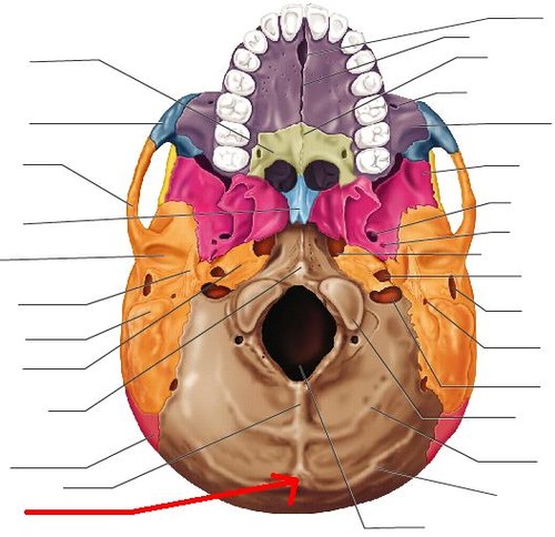 a normal anatomical structure located on the posterior surface of the occipital bone, at the level of the superior nuchal line.