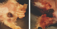 <p>Larger areas of hemorrhage</p>