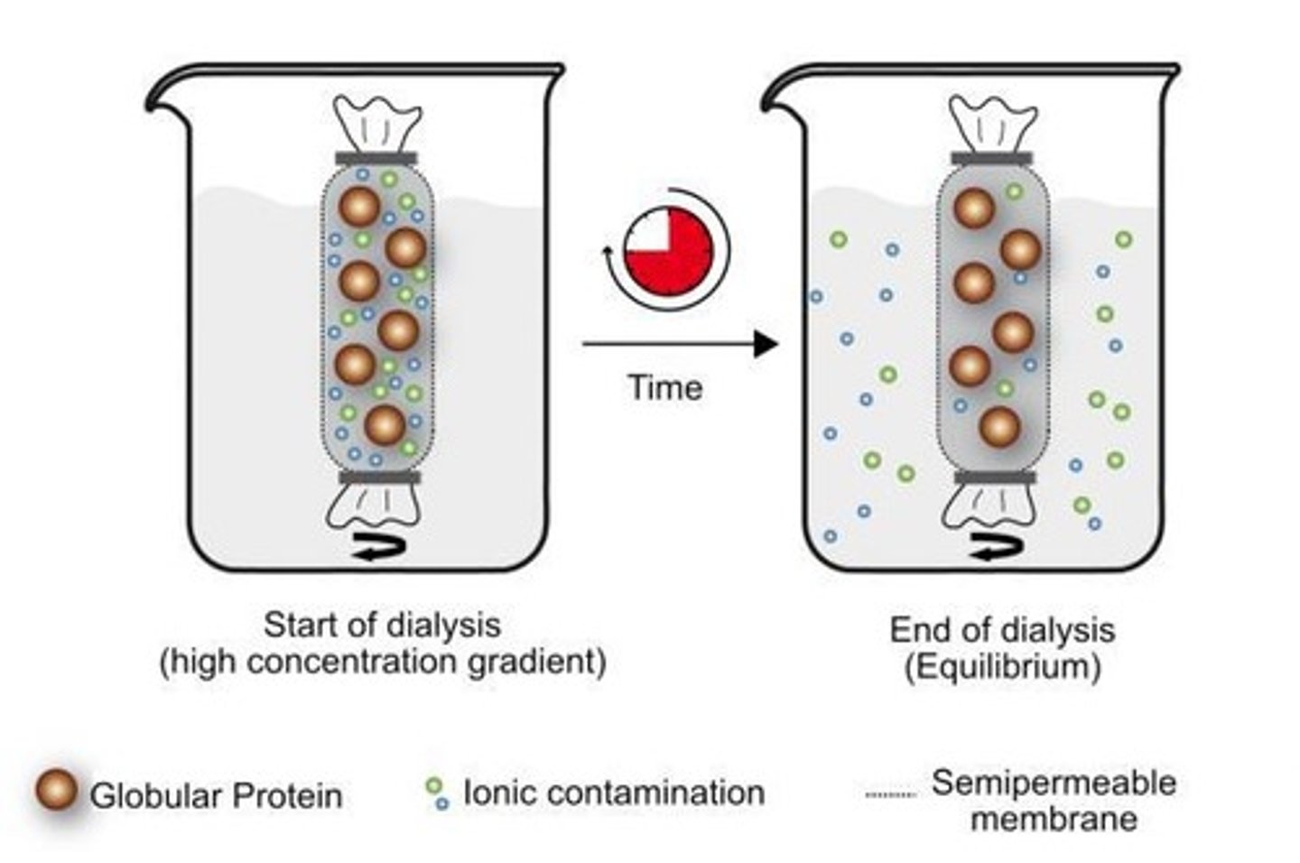 <p>Uses a semi-permeable membrane to separate small proteins from larger ones.</p>