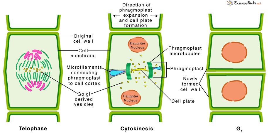 <p>Cell structure forming in late cytokinesis in plants and charophytes, guiding the assembly for the cell plate across the midline of the dividing cell, which later turns into the cell wall.</p>