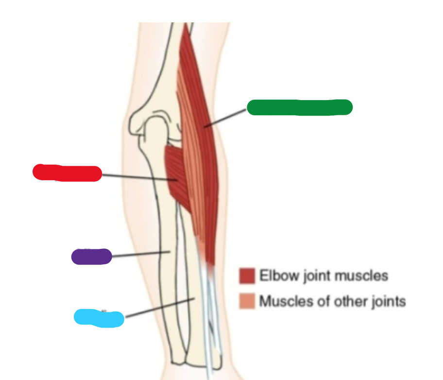 <p>Answer by first letter of color and name Ex: r bicep, b tricep</p>