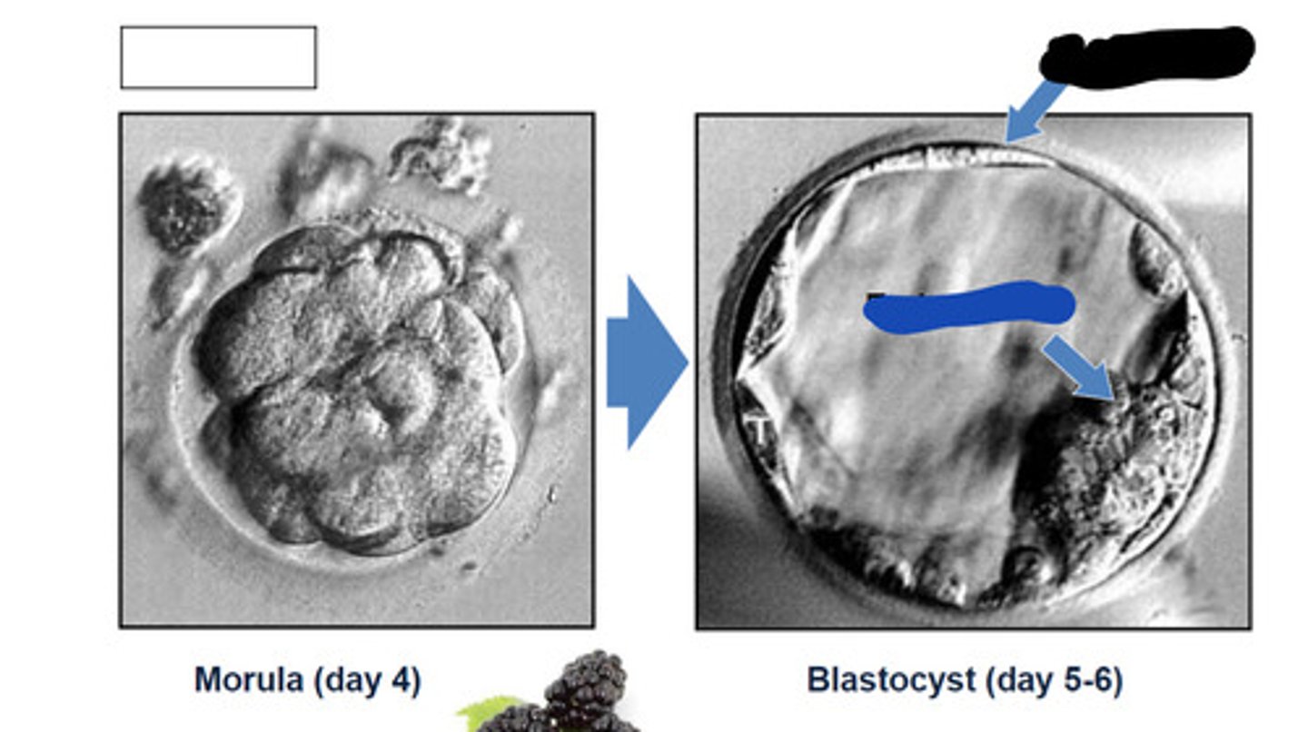 <p>outer cells of the blastocyst that secrete enzymes that allow implantation</p><p>Black</p>