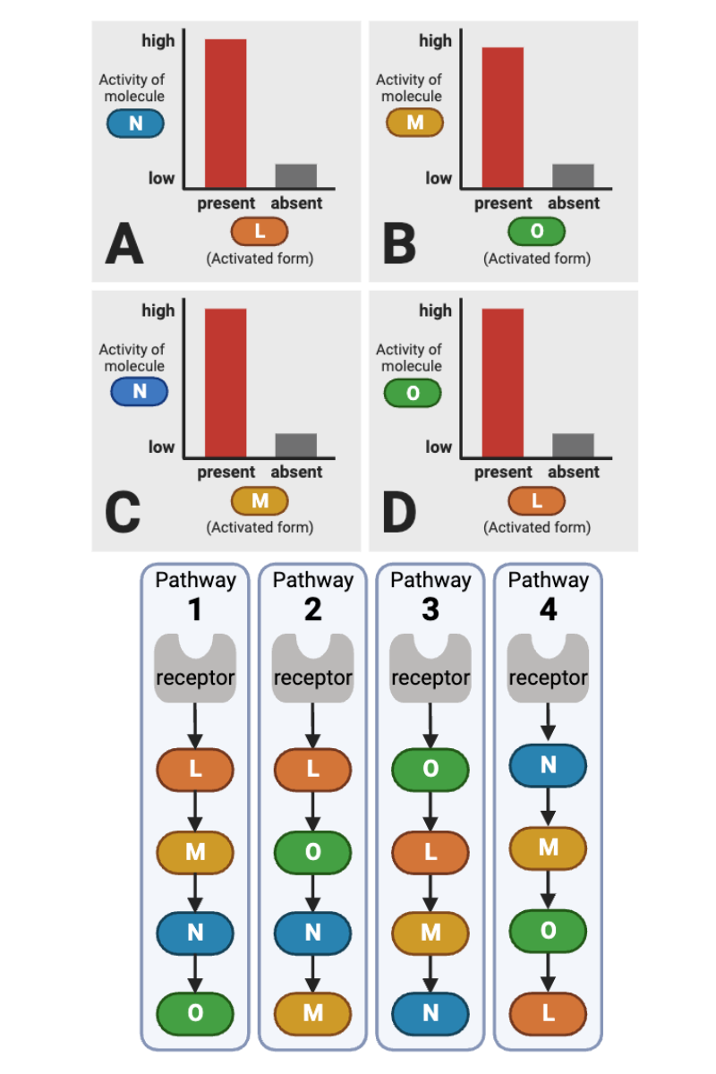 <p>Which signaling pathways in the bottom figure (1 through 4) are consistent with the data in Plot B (top right plot) of the top figure? Select <strong>all</strong> that apply.</p><ul><li><p><span>a. Pathway 1 (Receptor → L → M → N → O)</span></p></li><li><p><span>b.&nbsp;Pathway 2 (Receptor → L → O → N → M)</span></p></li><li><p><span>c. Pathway 3 (Receptor → O → L → M → N)</span></p></li><li><p><span>d. Pathway 4 (Receptor → N → M → O → L)</span></p></li></ul><p></p>