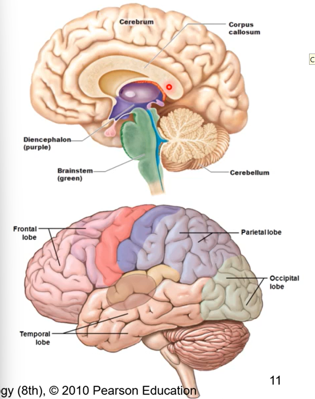 <ul><li><p>lots of lobes responsible of higher order thinking/ reasoning </p></li><li><p>principal part of brain</p></li><li><p>made up of various lobes divided into cerebral hemispheres</p><ul><li><p>hemispheres separated by longitudinal fissure and joined by corpus callosum (highway of info that send info between left and right side so hemispheres talk to each other) </p></li></ul></li></ul><p></p><p>pic has sagittal view</p><p></p>