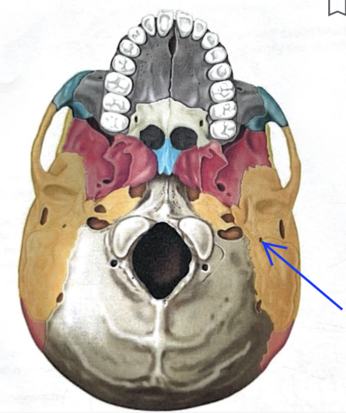 <ul><li><p><strong>Stylomastoid foramen</strong></p></li><li><p>Tiny opening between the mastoid and styloid processes through which cranial nerve VII leaves the cranium </p></li></ul><p></p>