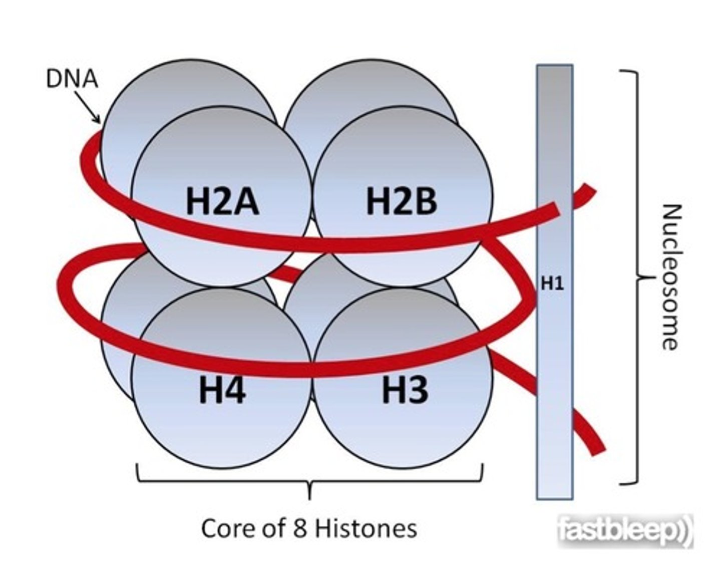 <p>Which histone is associated with the DNA at the surface of the nucleosome core?</p>