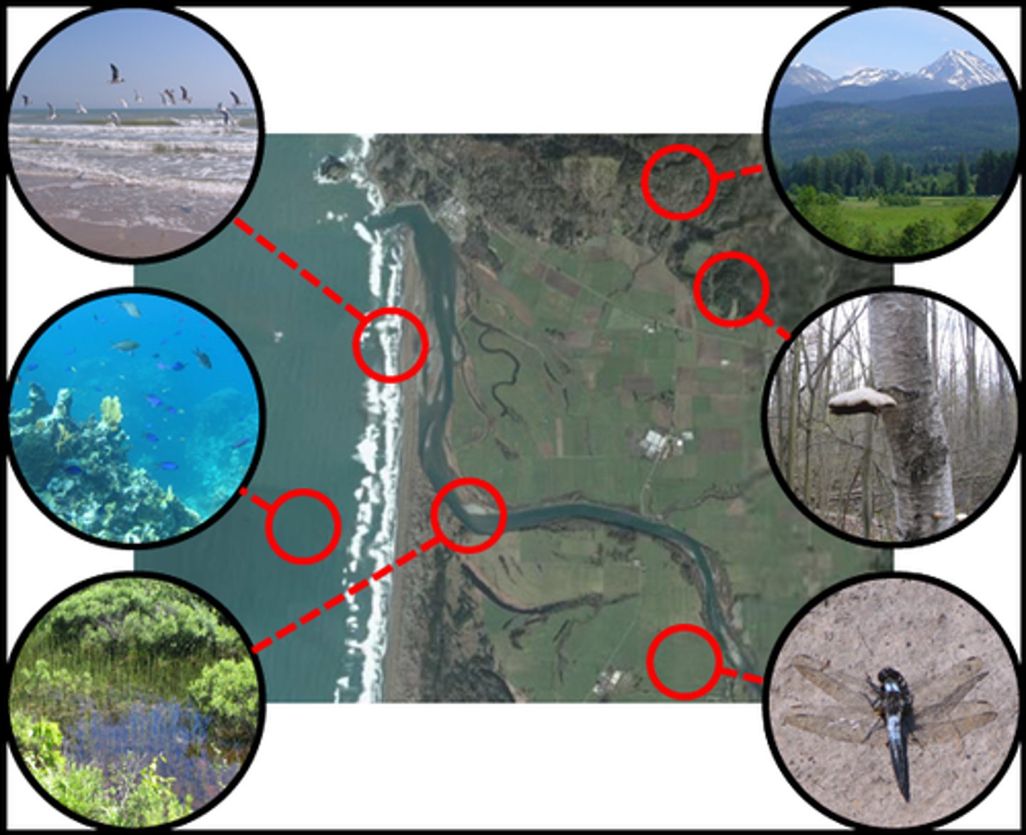 <p>All the living organisms that inhabit an environment.</p>