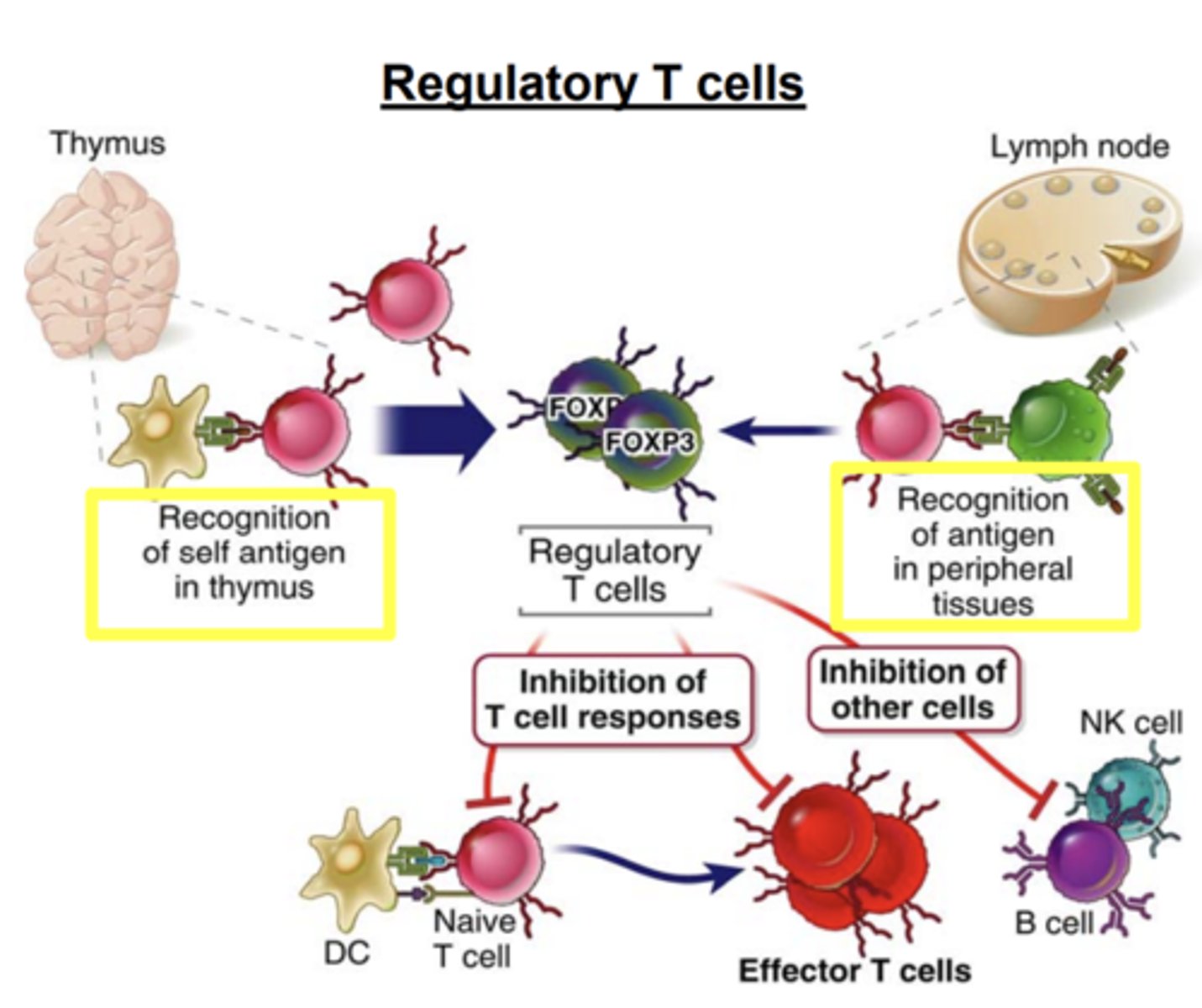 <p>leads to <strong>contraction of the T cell response</strong>, this decline is responsible for <strong>maintaining homeostasis in the immune system</strong></p>