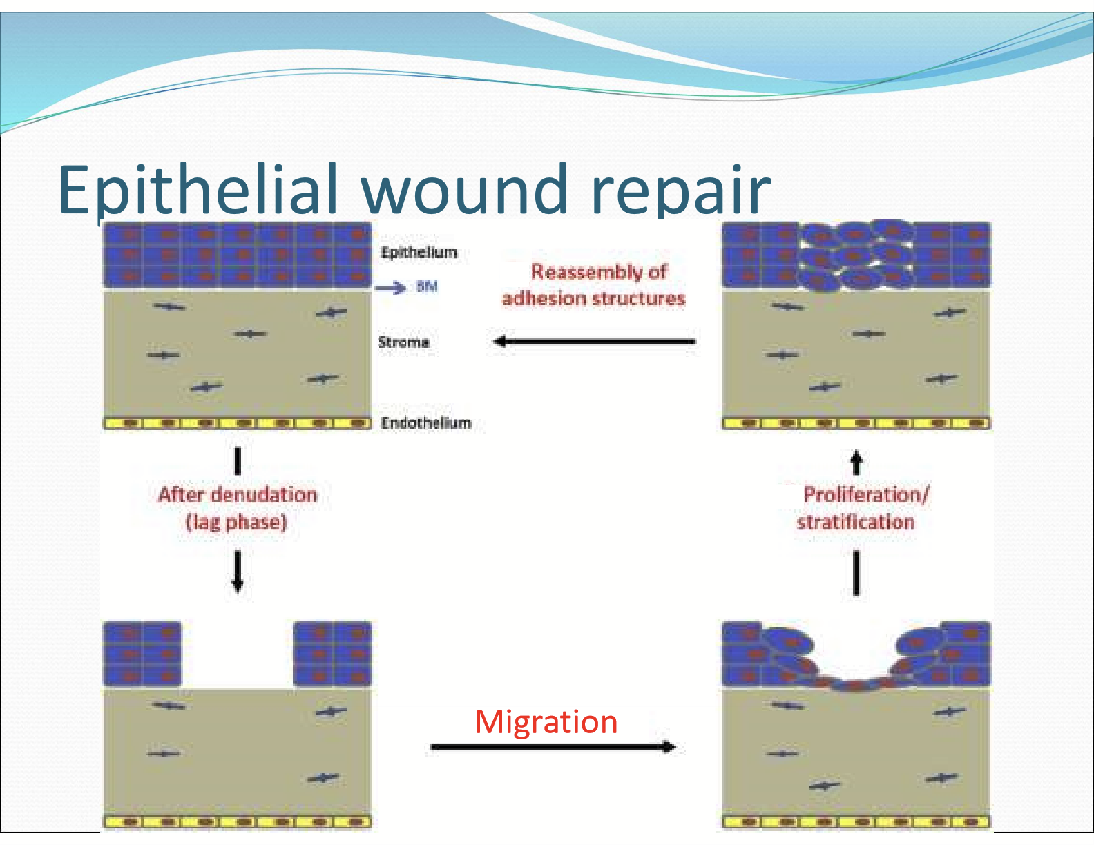 <ul><li><p>Stage 1: latent phase (4-6 hours after wound)</p></li><li><p>Stage 2: cell migration </p></li><li><p>Stage 3: epithelial mitosis</p></li><li><p>Stage 4: reassembly of adhesive contacts</p></li></ul><p></p>