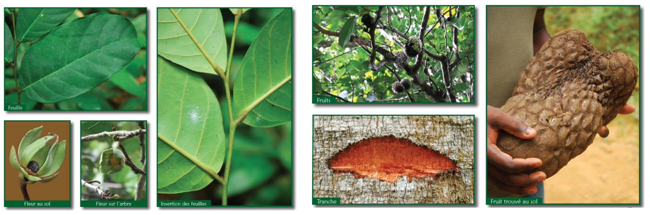 <p>A small tree with distinctive large fruits that are a food source for local wildlife.</p>