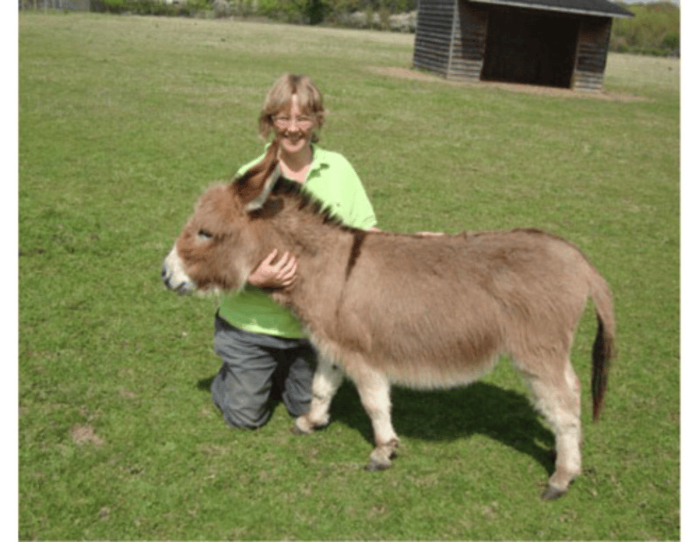 <p>Donkey, tiny, pets</p>