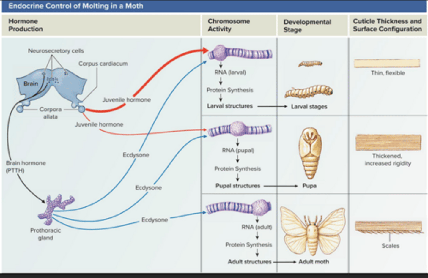 <p>use hormones to control molting and transitioning to different life stages</p>