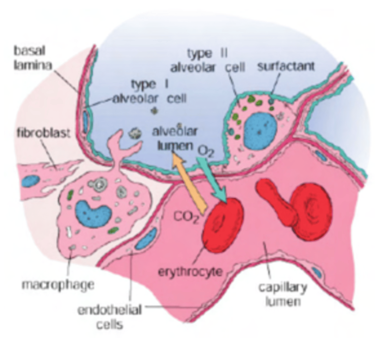 <p>. Pneumocytes Type I: primary role is to form a very thin surface for gas exchange.</p><p>Basement Membrane: between the alveolar epithelium and the capillary endothelium. It anchors the epithelial cells and the capillary structure, serving as a "glue" that fuses the two layers together.</p><p>Endothelium: The inner lining of the capillaries, made of simple squamous epithelium, which is also very thin to allow gas to pass through.</p>