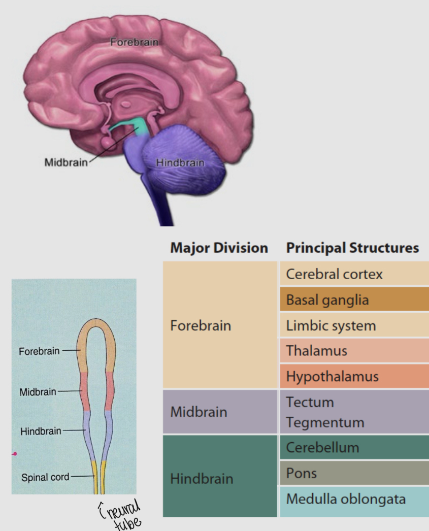 <ul><li><p>forebrain </p></li><li><p>midbrain </p></li><li><p>Hindbrain </p></li></ul><p></p>