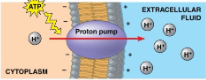 <p>Pushes protons across membrane<br>ex) mitochondria for ATP production<br>Stores energy to be used later via charge differences</p>