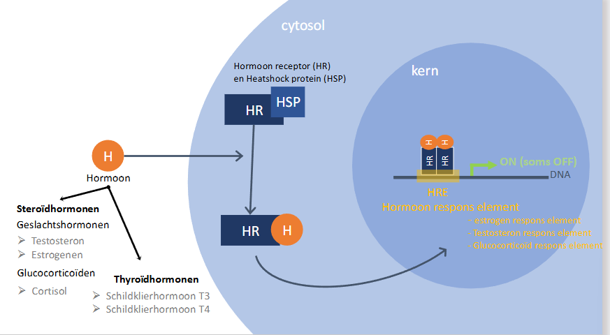 <ul><li><p>hormoon</p><ul><li><p>steroidhormonen (zijn vetoplosbaar en kunnen door PM gaan)</p><ul><li><p>geslachtshormonen</p><ul><li><p>testosteron</p></li><li><p>estrogenen</p></li></ul></li><li><p>glucocorticoiden</p><ul><li><p>cortisol</p></li></ul></li></ul></li><li><p>thyroidhormonen</p><ul><li><p>schildklierhormoon T3</p></li><li><p>schildklierhormoon T4</p></li></ul></li></ul></li><li><p>een vetoplsobaar hormoon kan door de PM diffunderen en in de cel raken</p></li><li><p>H zal in competitie treden met Hsp voor binding aan HR</p></li><li><p>Hsp dissocieert en  bindt aan HR</p></li><li><p>na binding gaat naar kern (conformatieverandering waardoor NLS vrijkomt) (Hsp blokkeerde de NLS)</p></li><li><p>HR met gebonden H bindt op HRE</p><ul><li><p>bv estrogen respons element</p></li><li><p>bv testosteron respons element</p></li><li><p>clucocorticoid respons element</p></li><li><p>…</p></li></ul></li></ul><p></p>