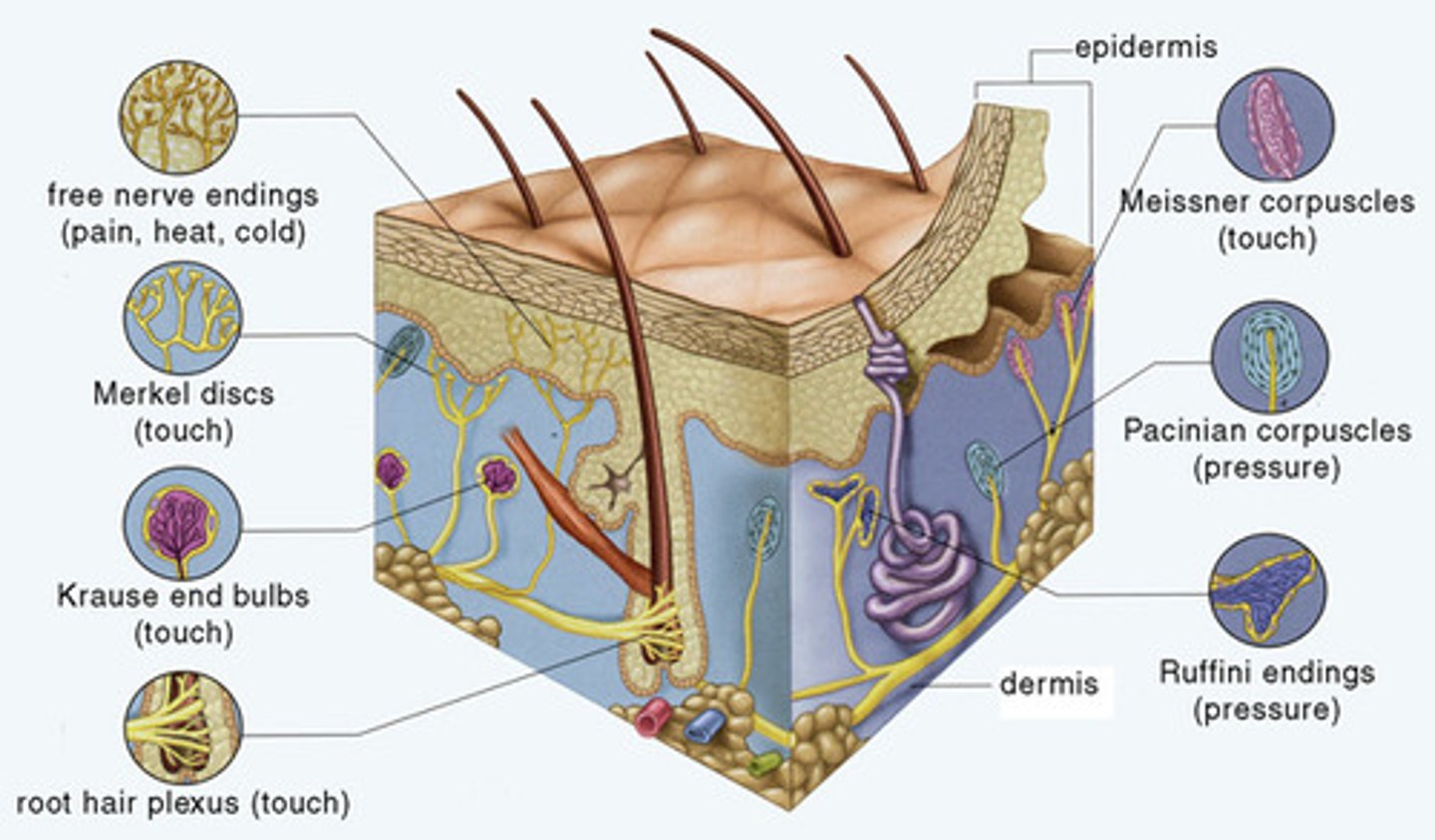 <p>mechanoreceptors- detect mechanical movement</p><p>chemoreceptors- detect chemicals, gustation and olfaction</p><p>nociceptors- detect pain</p><p>thermoreceptors- detect changes in temperature</p><p>photoreceptors- detect EM waves, rods and cones</p><p>proprioceptors- detect body position, kinesthetic sense, muscle spindle, (Golgi tendon organs, joint capsule receptors)</p>