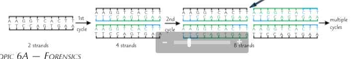 <ol start="6"><li><p>2 new copies of the fragment of DNA are formed and one cycle of PCR is complete</p></li><li><p>The cycle starts again with the mixture being heated to 95°C and this time all 4 strands (2 og and 2 new) are used as templates</p></li></ol><p></p>