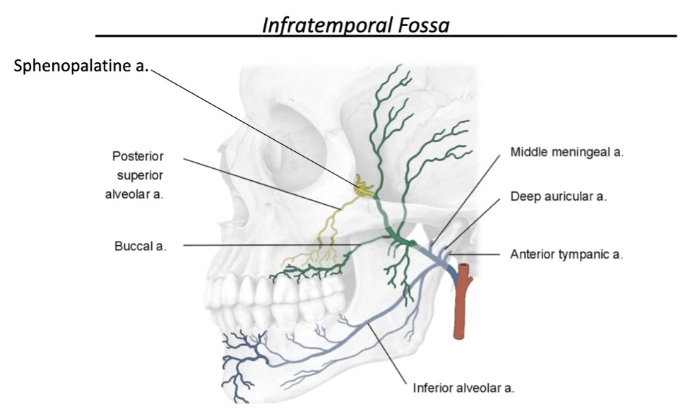 <p>*memorize middle meningeal a, inferior alveolar a, and sphenopalatine a</p>