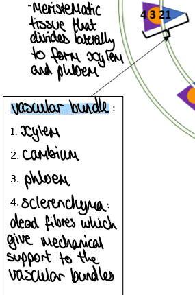 <p>xylem on inside, then cambium, then phloem, then sclerenchyma</p>