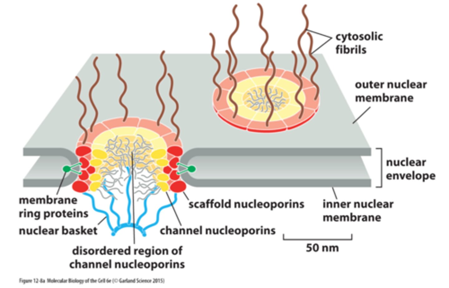 <p>20-30 proteins</p>