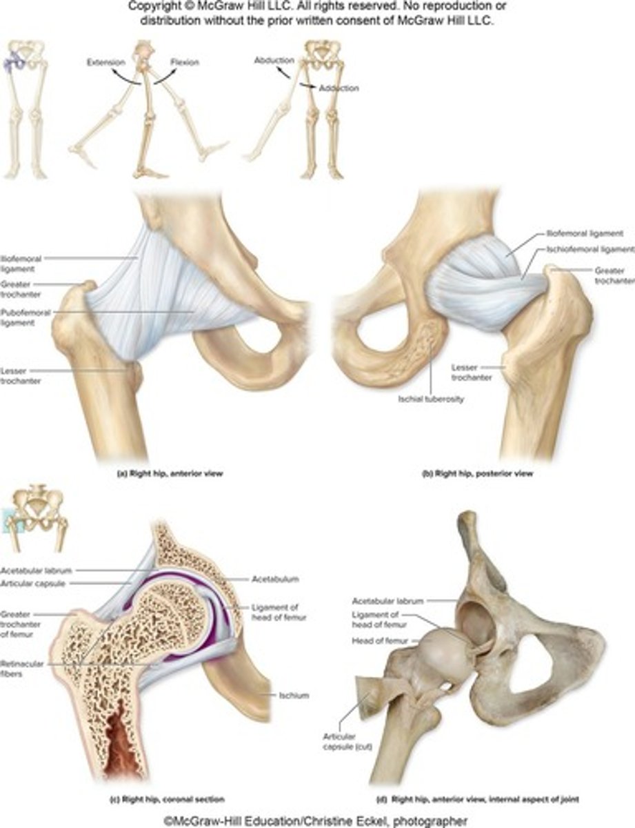 <p>diarthrotic ball-and-socket joint between head of femur and acetabulum of os coxae; features include fibrocartilaginous acetabular labrum.</p>