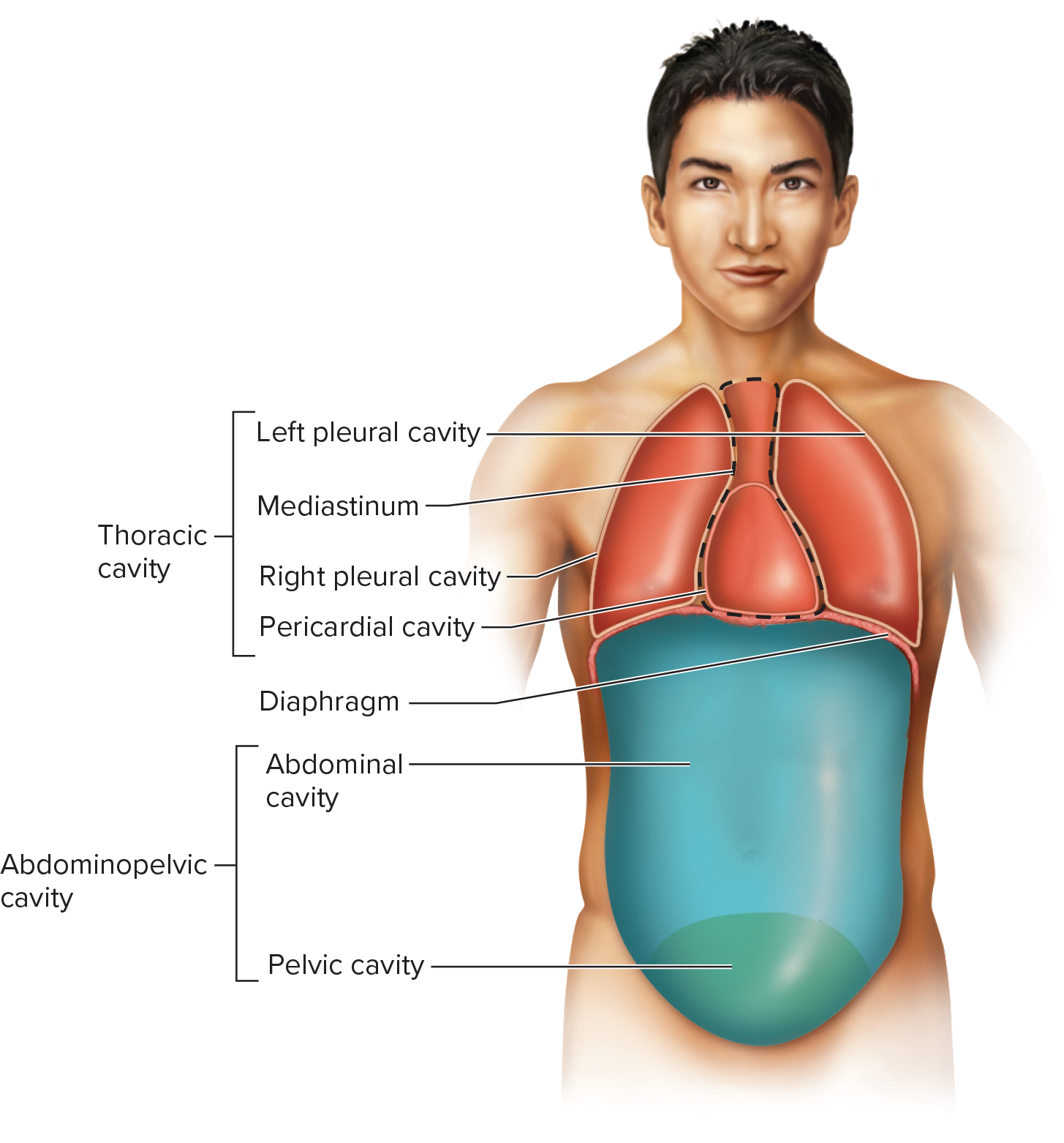 <p>A sheetlike structure largely composed of skeletal muscle and connective tissue that separates the thoracic and abdominal cavities</p>